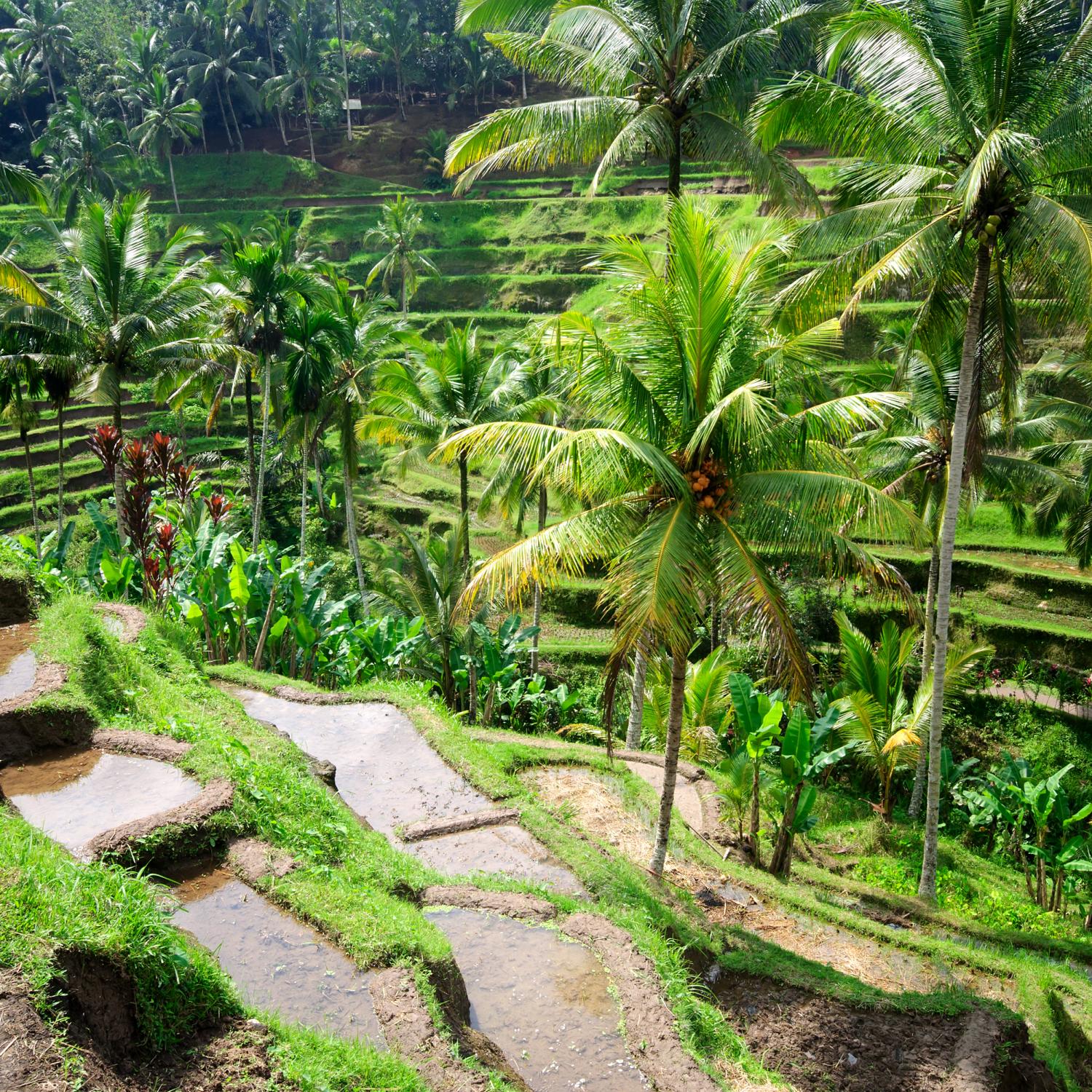 Trip to Bali |Tailored trips Indonesia